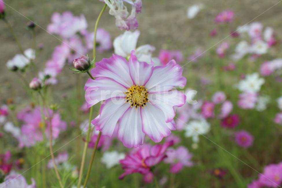 꽃,자연,풍경,아름다움,가을,경치,가을,계절,fall,autumn,season,식물,자연,plants,nature,꽃,flower,plant