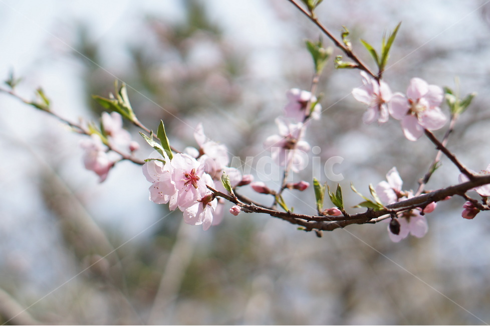 복사꽃,핑크,봄,산,낮,빛,봄,계절,spring,season,식물,자연,plants,nature,꽃,flower,plant,blossom