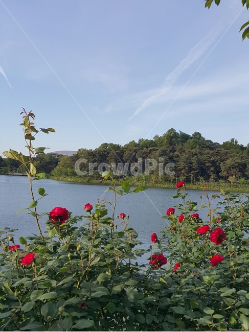 저수지,산책,저수지산책길,장미,장미꽃,빨강장미꽃,꽃,자연,풍경,nature,landscape,water,물,outdoors,옥외