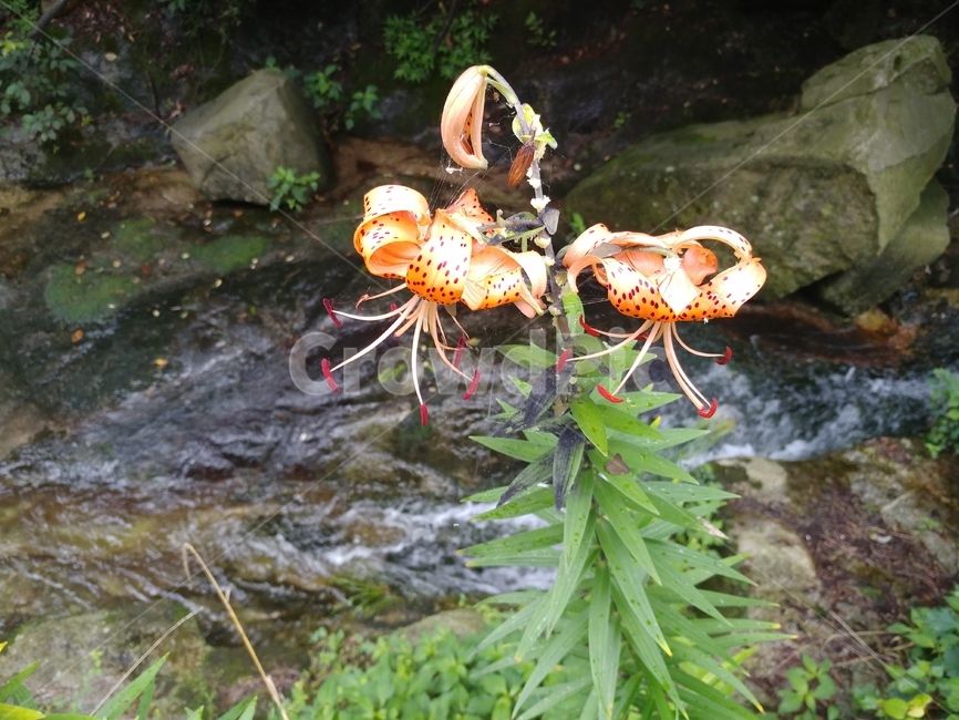 참나리,나리,liliumlancifolium,권단,백합과,나리꽃,식물