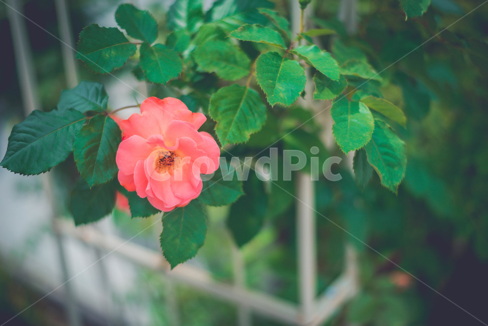 식물,장미,장미꽃,꽃,여름꽃,식물,자연,plants,nature,꽃,flower