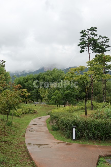 서울,창포원,식물원,도시,공원,습지,조성,숲,산책,산책로,자연,풍경,nature,landscape,tree,나무,plant,식물,path,통로,outdoors,옥외