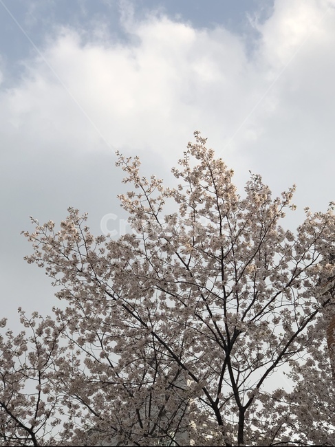 하늘,꽃,벚꽃,벚꽃나무,봄,구름