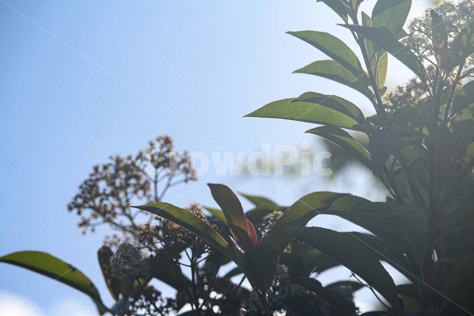 하늘,할레이션,역광,꽃,꽃과나뭇잎,blueshy,flower,햇빛,풀잎,자연,식물