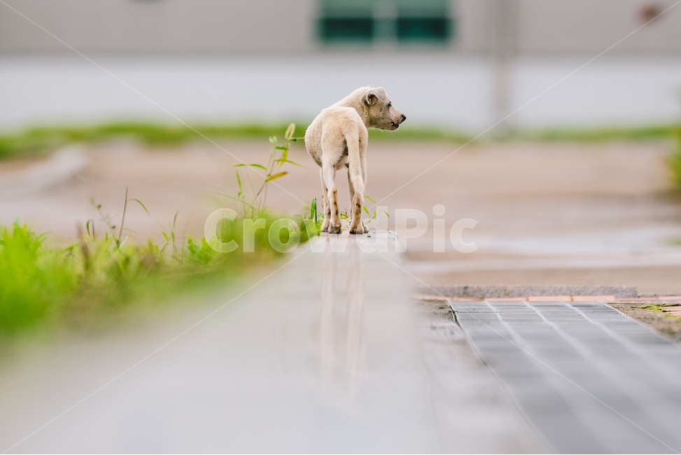 개,강아지,유기견,동물,dog,진흙,자연,귀여움,시골,반영,뒷모습,동물,animal,포유류,mammal,개,강아지,dog,doggy