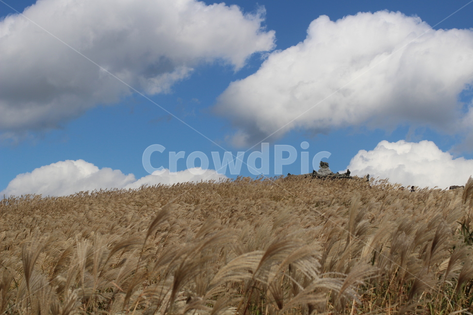 행복,하늘,감성,갈대,풍경,가을,계절,fall,autumn,season,자연,풍경,nature,landscape,plant,식물,food,음식,vegetable,야채,grain,곡물