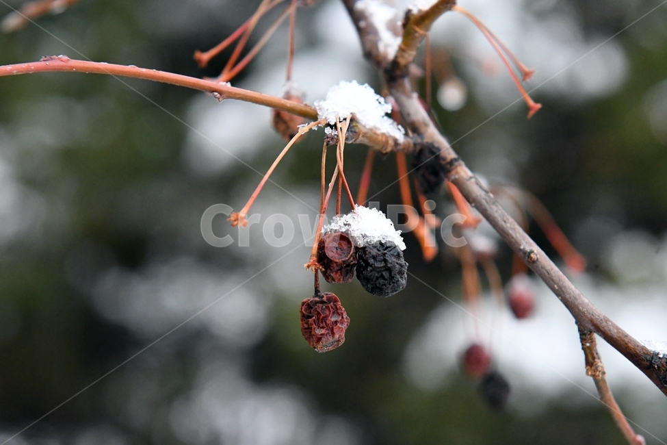 겨울,눈,자연,계절,winter,season,식물,plants,nature,과일,열매,fruit,겨울,계절,winter,season,과일,열매,fruit