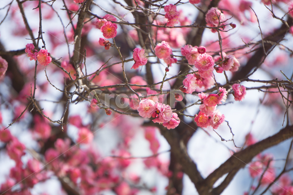홈매화,봄날,봉은사,감성사진,스냅,봄,계절,springseason,식물,자연,plants,nature,꽃,flower,봄,계절,spring,season,식물,자연,plants,nature,꽃,flower,plant,blossom