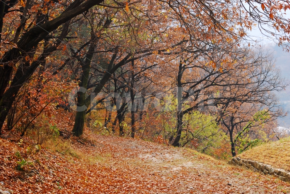 가을,숲,분위기,낙엽,단풍,바탕,배경,나무,잎새,길,힐링,걷고싶은,인적없는,오솔길,아침,호젓한,산책,워킹,감성,늦가을,시안,디자인,디자이너,출판,편집,책자,서적,사보,카다로그,콘텐츠,리플렛,브로셔,모바일,팝업,전단,광고,색감,칼라풀,아름다운,sns,ebook,웹,마케팅,마켓팅,season,필,느낌,서정,autumn,fall,red,color,emotion,feeling,leaves,11월,10월,yellow,식물,백그라운드,background,plant,leaf,안개,가을,계절,fall,autumn,season,자연,풍경,nature,landscape,식물,plants,나무,trees,wood,tree,tree trunk,나무 줄기,ground,바닥