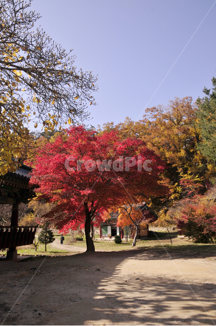 나무,tree,식물,불영사,가을불영사,단풍,가을