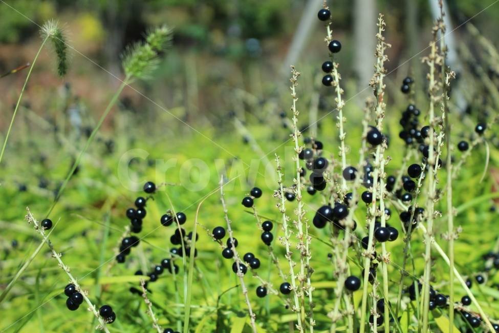 항동철길,푸른수목원,공원,자연,출사,풍경,가을,식물,자연,plants,nature