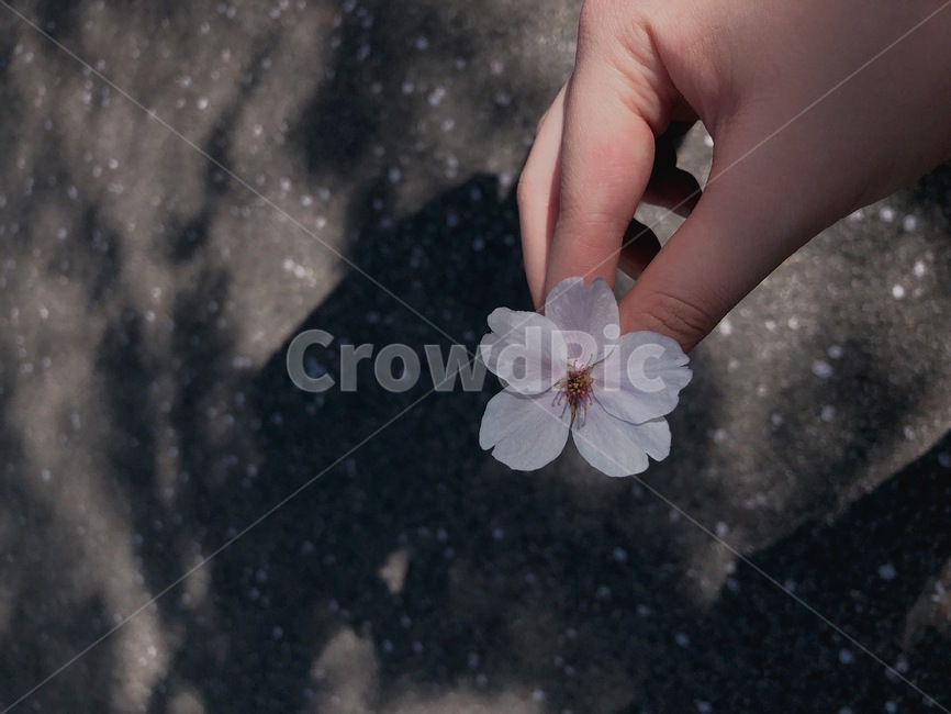 flower,꽃,blossom,벚꽃,봄,식물,자연,plants,nature,꽃,flower