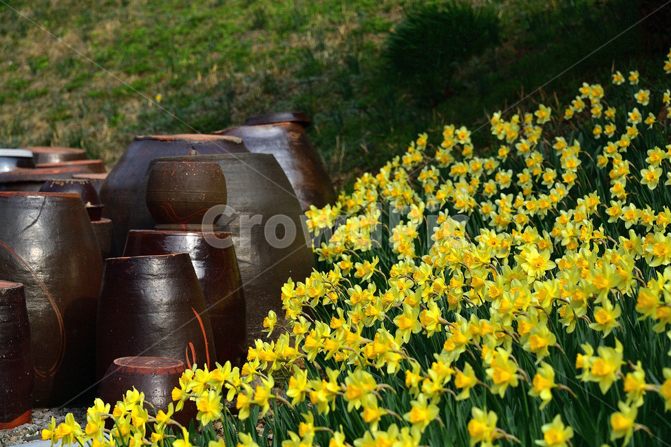 수선화,노랑,풍경,봄,봄꽃,식물,자연,꽃,감성,봄,계절,spring,season,한국전통,한국문화,korean traditional,korean culture,plant