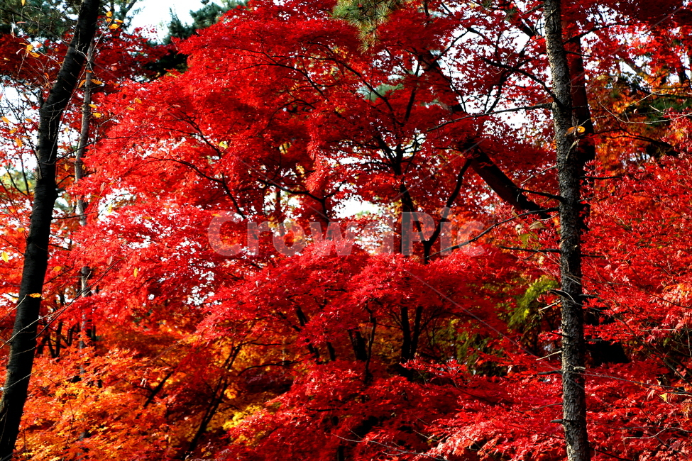 가을,계절,단풍,풍경,자연,가을,계절,fall,autumn,season,식물,자연,plants,nature,나무,trees,wood,plant,leaf,잎,tree,maple