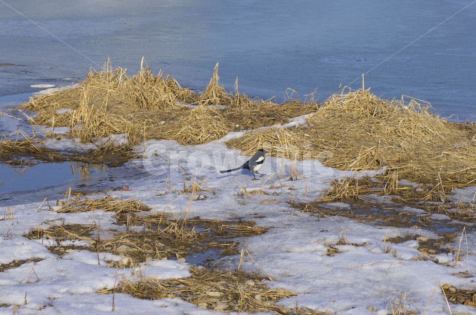 눈,흰눈,까치,강가,호수,하천,새,magpie,bird,snow,river,korea,scene,view,feeling,emotion,nature,landscape,풍경,감정,감성,자연,계절,풍경사진,감성사진,정취