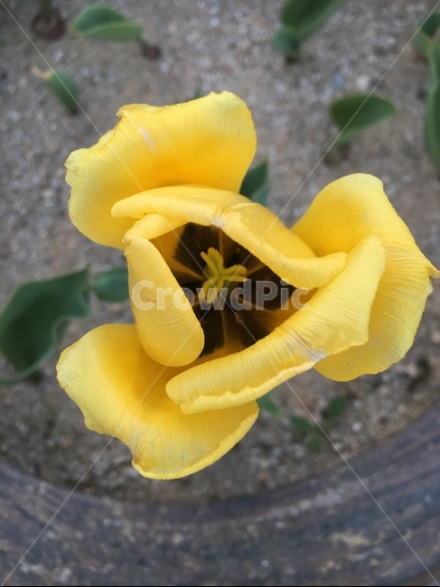 꽃,봄,봄꽃,튤립,노란꽃,봄,계절,spring,season,식물,자연,plants,nature,꽃,flower,plant