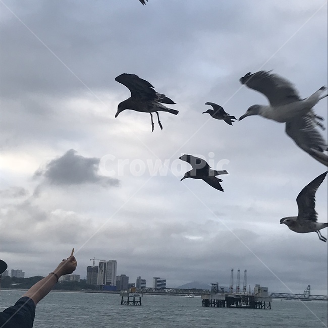 바다,갈매기,새,흐림,자연,동물,animal,조류,새,birds