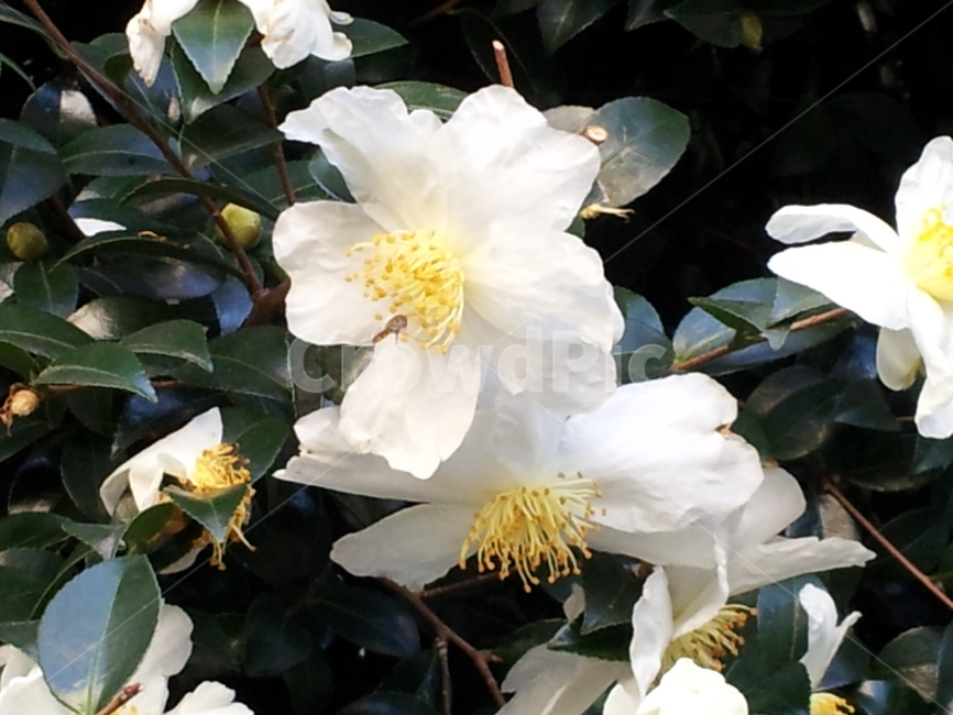 꽃,동백꽃,흰색,흰색꽃,꽃술,초록색,만개,순결,flower,감성,색감,plants