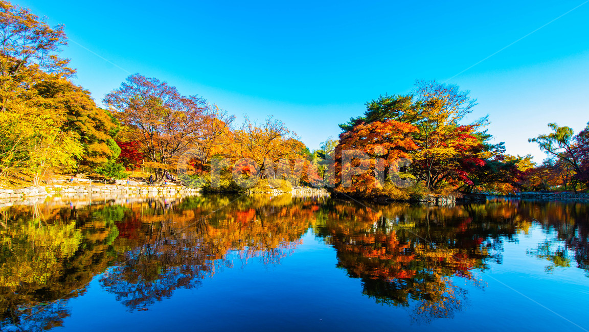 단풍,반영,maple,nature,가을,자연,outdoors,옥외,식물,plant,나무,tree,물,water,가을,계절,fall,autumn,season,자연,풍경,nature,landscape