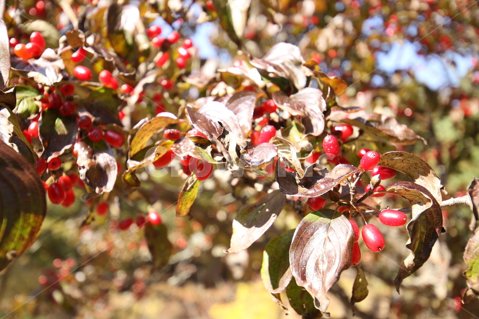 열매,산수유,산수유열매,산수유나무,빨간색,식물,자연,plants,nature,과일,열매,fruit