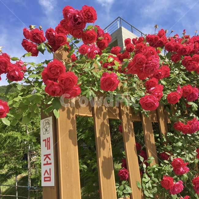 꽃,개조심,flower,장미,담벼락,봄