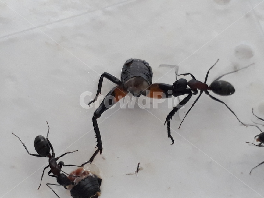 개미,벌목,곤충,먹이,벌레,진사회성,식사,귀뚜라미,탐색,먹이활동,공물,벌,관상용개미,개미사육