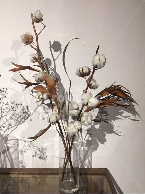 목화,꽃,흰색,겨울꽃,감성사진,화이트,겨울,목화솜,목화꽃,식물,자연,plant,flower,white,winterflower,꽃,flower,실내용화초,화분,화초,house plant