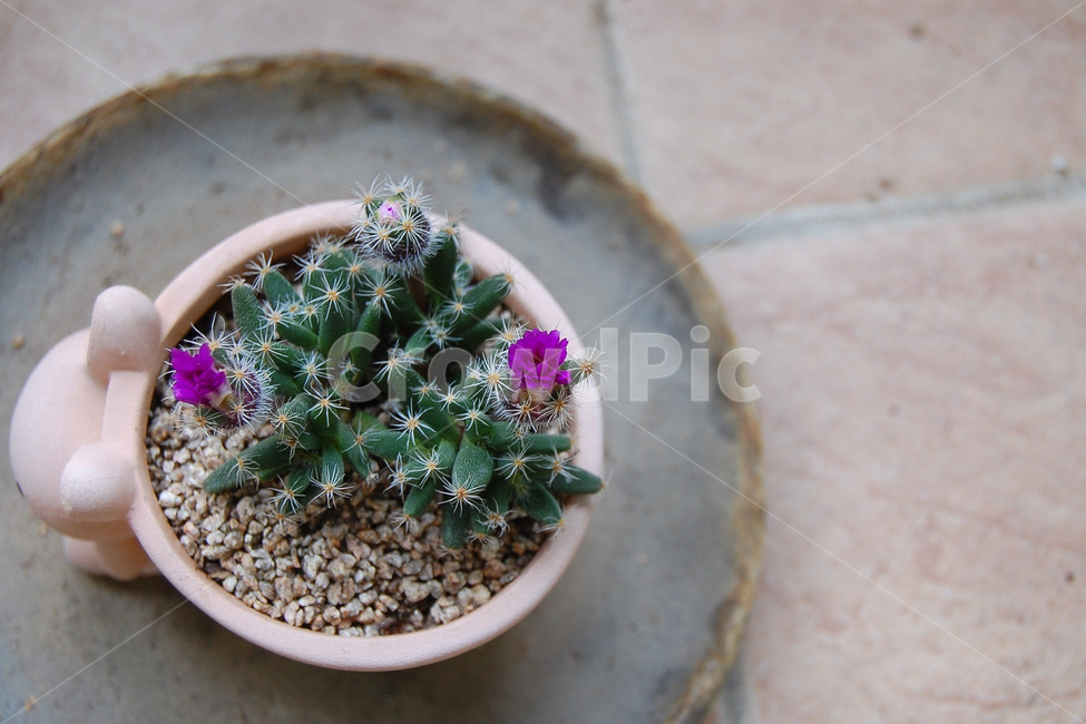 다육이,덴숨,트리코디아데마덴숨,꽃,화분,홈가드닝,다육식물,plant,식물,pottery,도기류,pottedplant,jar,항아리,선인장,인테리어