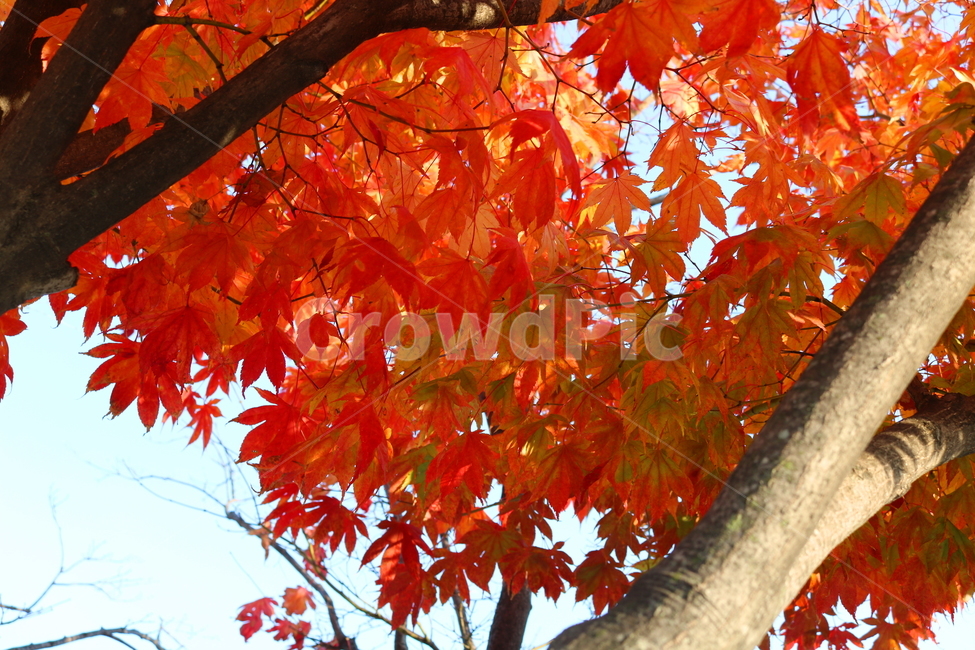 단풍,단풍나무,나무,가을,자연,가을,계절,fall,autumn,season,식물,자연,plants,nature,나무,trees,wood,plant,leaf,잎,tree,maple
