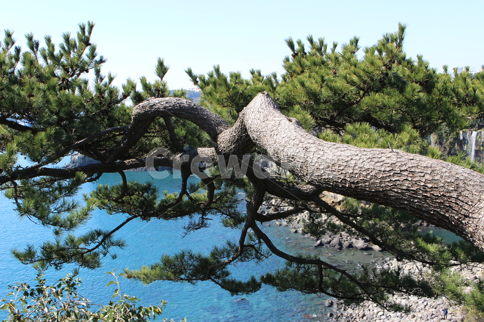 나무,식물,tree,plant,바다,sea,소나무,풍경,view,나무,trees,wood