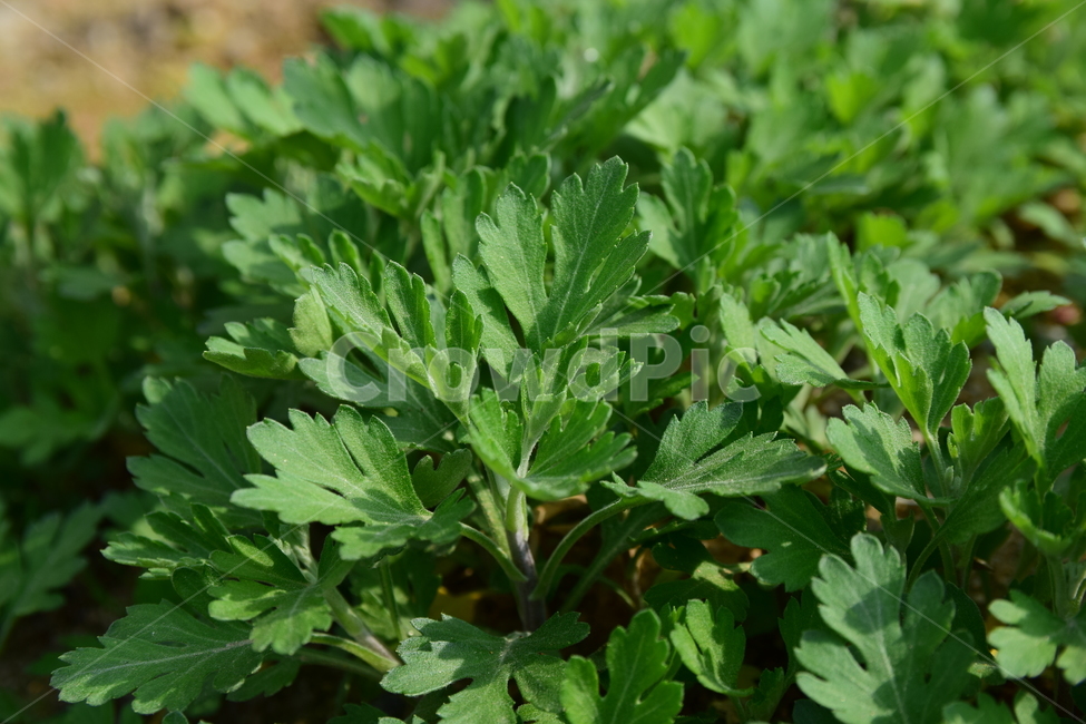 쑥,초록,풀잎,식물,쑥잎,토종,1년초,green,plant,봄,spring,계절