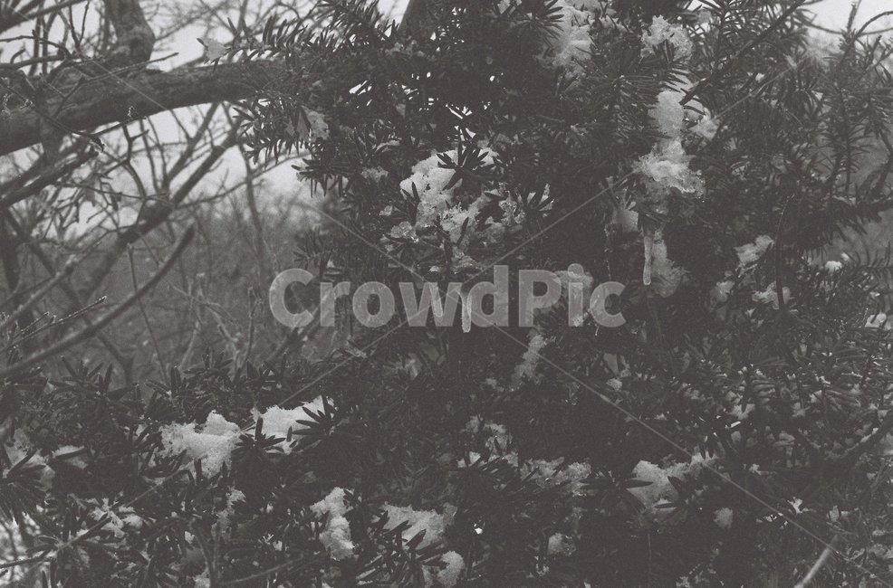 겨울,눈,흑백,나무,크리스마스,필름,필름사진,식물,자연,plants,nature,나무,trees,wood,흑백,모노톤,monochrome,black and white