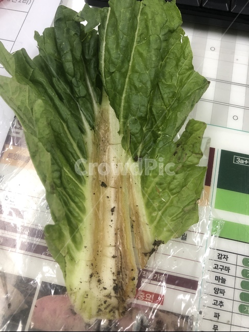 식물,야채,음식,vegetable,plant,병
