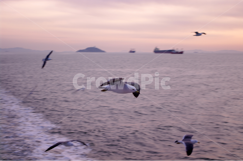 노을,석양,바다,하늘,섬,서해,한국,구름,풍경,풍광,자연,nature,landscape,갈매기,새,동물,animal,조류,새,birds