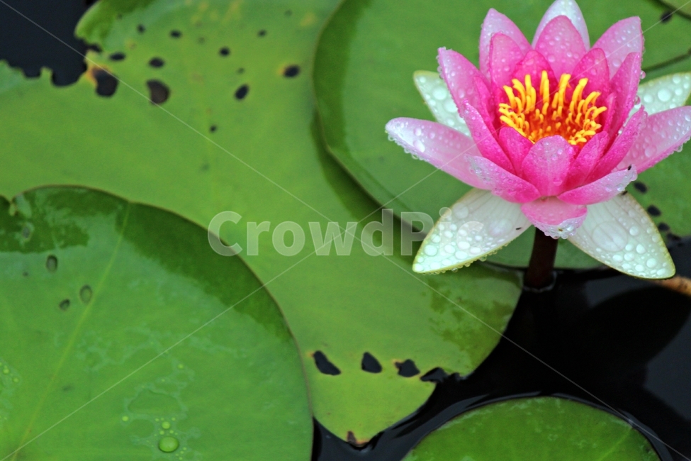연꽃,비,녹색,빨강,인연,우아,영원회귀,식물,자연,plants,nature,꽃,flower