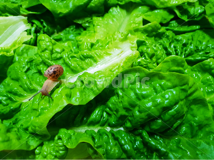 달팽이,상추,채소,야채,유기농,snail,nature,vegetable,green,fresh,red,healthy,salad,vegetables,isolated,cucumber,vegetarian,diet,ingredient,organic,white,paprika,peppers,agriculture,raw,health,leaf,onion,food,lettuce,동물,animal,채소,야채,vegetables