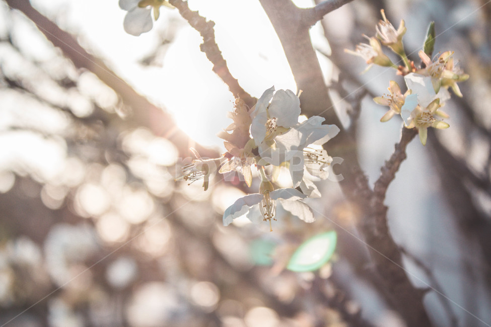 꽃,봄,감성,식물,햇살,꽃나무,꽃구경,봄,계절,spring,season,식물,자연,plants,nature,꽃,flower,휴식,힐링,rest,relaxation,healing,plant