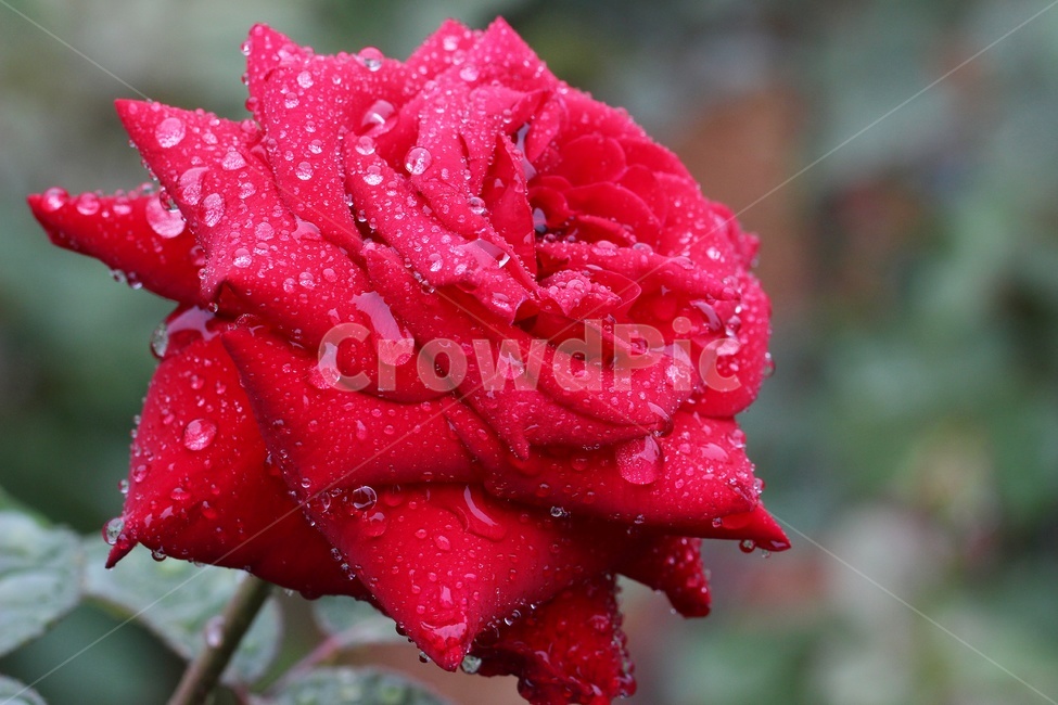 장미,꽃,식물,비,물방울,붉은,rose,flower,blossom