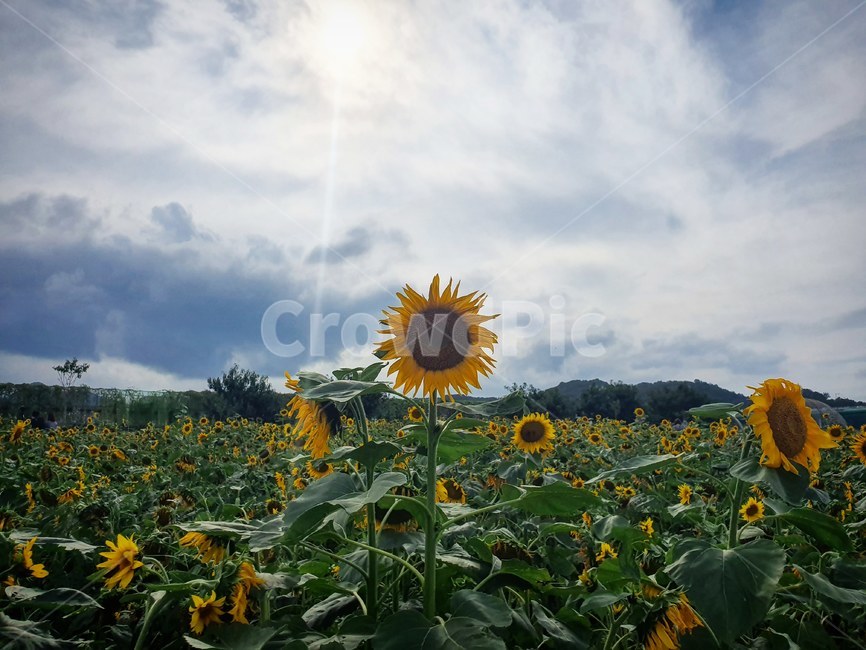 해바라기,식물,꽃,flower,blossom,plant,하늘,자연,sky