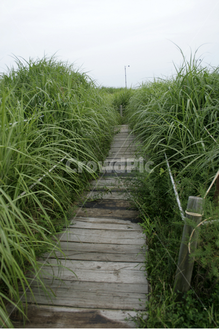 식물,plants,nature,억새,여름,하늘공원,길,초록,산책,자연,풍경,nature,landscape,outdoors,옥외,garden,정원,arbour,정자