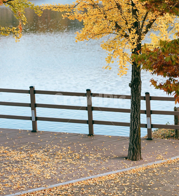 은행나무,나무,tree,plant,식물,가을,계절,fall,autumn,season