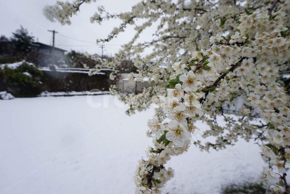 꽃,눈,flower,snow,겨울꽃,winter,겨울,계절,winter,season,식물,자연,plants,nature,꽃,flower