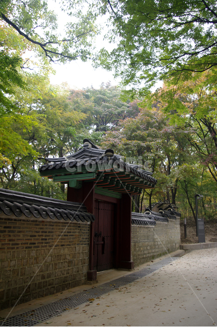 창덕궁,고궁,건축,전통건축,traditional,전통,기와지붕,담장,가을,fall,나무,식물,plant,단풍,잎,낙엽,가을,계절,fall,autumn,season,한국전통,한국문화,korean traditional,korean culture,랜드마크,landmark,tourist attraction,한국랜드마크,한국관광지,한국명소,korea landmark,korea tourist attraction,건축물,건물외관,exterior,building,structure,architecture,construction,outdoors,옥외,garden,정원
