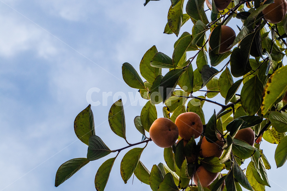 감,감나무,단감,홍시,감잎,가을,계절,fall,autumn,season,식물,자연,plants,nature,과일,열매,fruit,plant,food,음식,apricot,살구