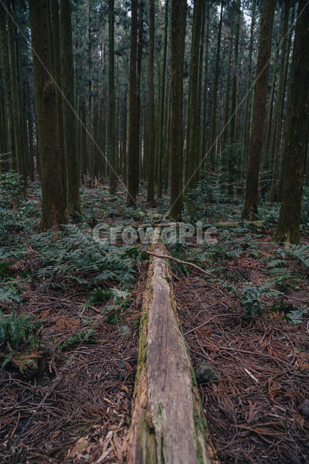 숲,나무,자연,green,plant,식물,moss,이끼,root,뿌리,tree,공원,숲길,산책,포레스트,forest,삼림지,woodland,nature,자연,풍경,nature,landscape