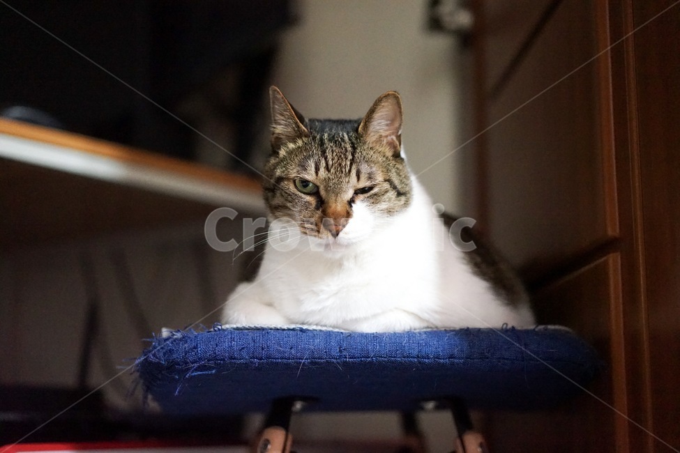 고양이,코숏,애완동물,윙크,야옹이,동물,animal,포유류,mammal,고양이,cat,kitten,kitty