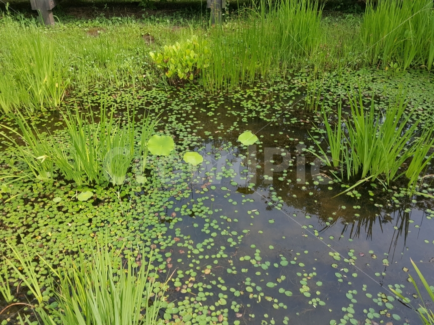 식물,정원,연못,연잎,고요,자연,풍경,nature,landscape,outdoors,옥외,land,땅,water,물,pond,못