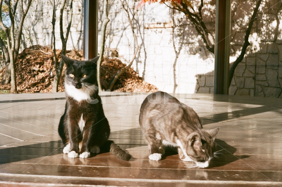 고양이,필름사진,햇살,나른함,오전,여유,아침,동물,animal,포유류,mammal,고양이,cat,kitten,kitty