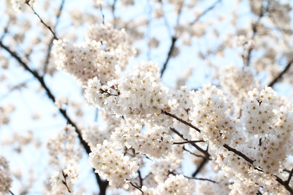 벚꽃,봄꽃,식물,꽃,봄축제,flower,plant,blossom,cherryblossoms,봄,계절,spring,season