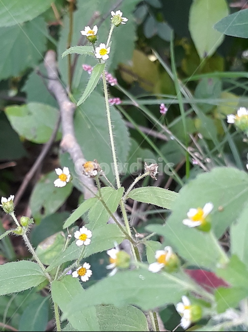 꽃,flower,하얀꽃,줄기,식물,식물,자연,plants,nature,꽃,flower